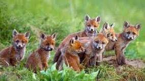 what-is-a-group-of-foxes