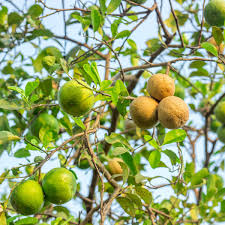 five common lemon tree diseases and