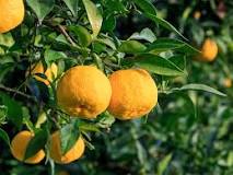 What are the benefits of yuzu?