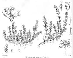 Crassula moschata - Wikipedia
