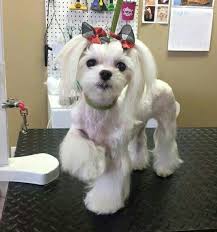 We did not find results for: Cute Maltese Ava With Korean Haircut Maltese Haircut Maltese Puppy Super Cute Puppies