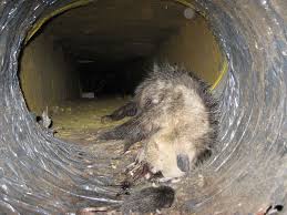 Dead Animals Out Of Your Air Ducts
