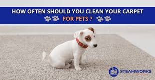 clean carpet for pets