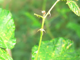 Rubus divaricatus P.J.Müll. | Plants of the World Online | Kew Science