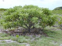 Heliotropium arboreum - Wikipedia