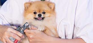 can a dog s nails cause pain wag