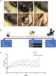 an inducible rodent glaucoma model that