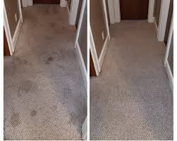 professional carpet cleaning drew s
