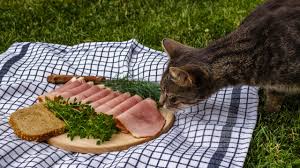 However, as honey is not an essential part of his regular diet, this sugary treat must be given only can cats eat honey ham? Can Cats Eat Ham Is Ham Safe For Cats Cattime