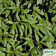 Buy cotoneaster salicifolius (willow leaf cotoneaster). Cotoneaster Salicifolius Var Floccosus Von Bruns Pflanzen
