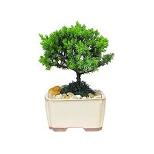 4 Ceramic Japanese Juniper Bonsai