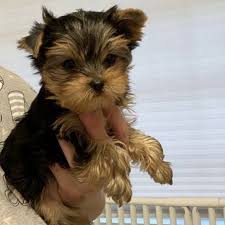 when is a teacup yorkie full grown