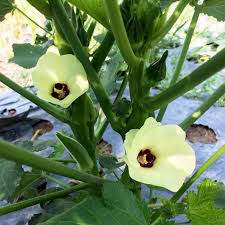 This is a summer season crop but work well in almost all seasons. Okra Seeds Lady Fingers K M Blossom Farm