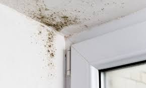Signs You Might Have Toxic Mold In Your