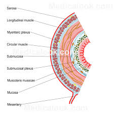 Mucosa Diagram Wiring Diagram