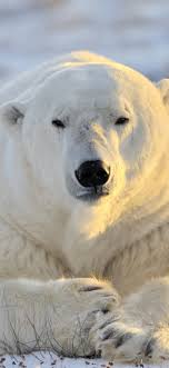 wallpaper polar bear front view rest