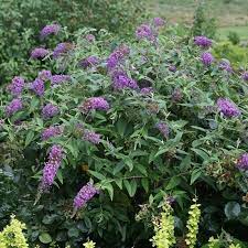behold purple haze erfly bush
