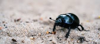 carpet beetles control surrey say