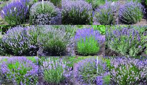 Specimens Of Diffe Studied Lavender