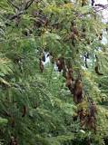 What is the relation of real tamarind?