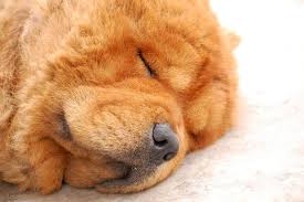 why do dogs snore should i be
