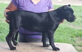 Cane corsos are quiet, loving, and very caring for their family. Cane Corso Puppy South Africa