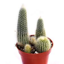 Get 1 free product today 6000+ gardening products all india delivery. Cactus For Sale Buy Cactus Online Live Cactus Plants For Sale