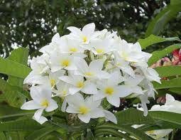 Flor de Jazmin | Flores, Plantas, Jazmin flor
