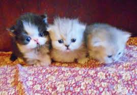 P5 persian kucing cross with munchkin. Scottish Kilt Kittens For Sale Munchkin Fold Kittens For Sale Scottish Fold Munchkin Kittens