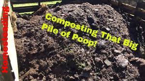 composting cow manure you