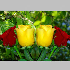 red and yellow roses wallpaper