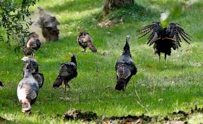 pennsylvania is tracking wild turkeys