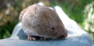 A big step in knowing how to get rid of moles is understanding their diet. How To Deal With Voles Field Mice In Your Yard Or Garden Today S Homeowner
