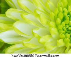 Lotus flower japanese flower vintage flowers flower frame rose flower green flower flower decoration cherry flower purple flowers floral flower flower clip art flower art lime flower free vector we have about (12,534 files) free vector in ai, eps, cdr, svg vector illustration graphic art design format. 1 273 Lime Green Flower Petal Posters And Art Prints Barewalls