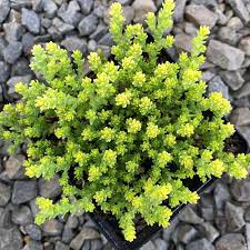 sedum acre aureum golden stonecrop