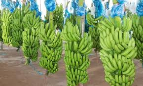 Tin vui: Chuối Việt Nam chiếm gần 50% thị phần nhập khẩu của Trung Quốc - Kỳ vọng giá trị xuất khẩu 4 tỷ USD