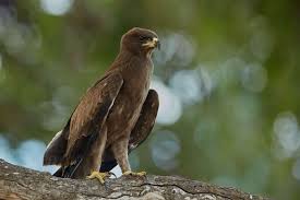 types of eagles in south africa ker