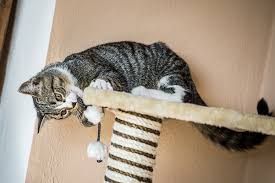 The Right Cat Scratching Post For Every