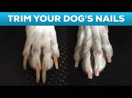 how to cut your dog s nails at home