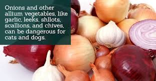 Unfortunately, giving cats spicy foods can potentially make them seriously ill. Can Cats Eat Onions Culinarylore Com