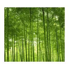 Panoramic Wallpaper Bamboo Forest In