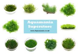 mosses live aquarium carpet plant