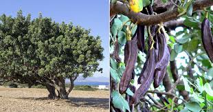 Tree carob tree fruit nature pods cyprus leaves industrial carob. How To Grow Carob Tree Care And Growing Carob