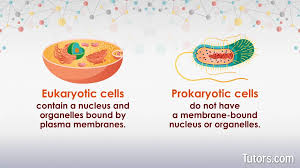 Vacuoles are essentially enclosed compartments which are filled with water containing inorganic and organic molecules including enzymes in solution, though in certain cases they may contain solids which have been engulfed. Prokaryotic Vs Eukaryotic Cells Differences Examples