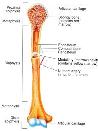 Below given knee diagram will help you to understand. Diagram Spongy Bone Diagram Full Version Hd Quality Bone Diagram Schematixs Exploragargano It