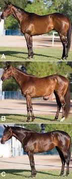 Conformation Clinic Thoroughbred Mares Expert Advice On
