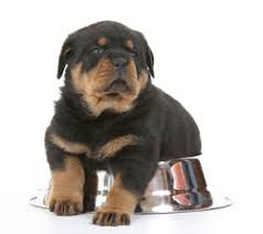 Feeding Large Breed Puppies A Love Of Rottweilers