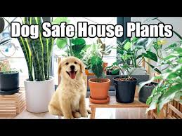 Dog Safe House Plants