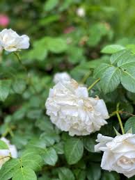 beginner roses care a complete guide