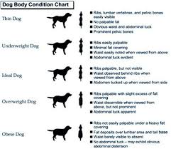 Is Your Dog Fat